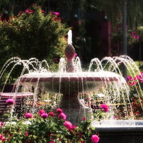 Flowers and Fountain