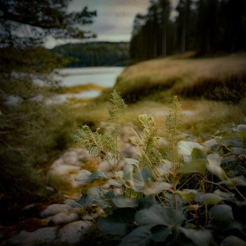 Swedish Nature