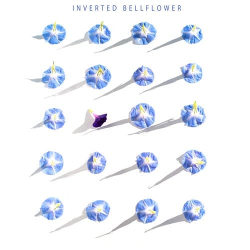 Inverted Bellflower