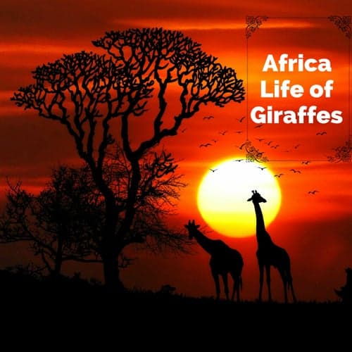 Africa, Life of Giraffes