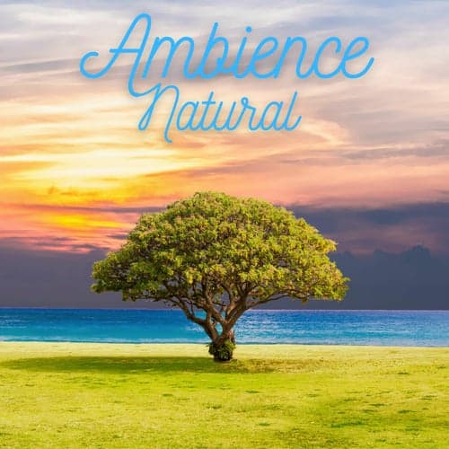 Ambience Natural