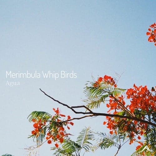 Merimbula Whip Birds