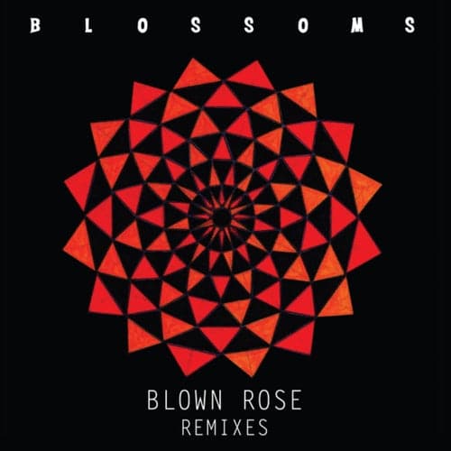 Blown Rose