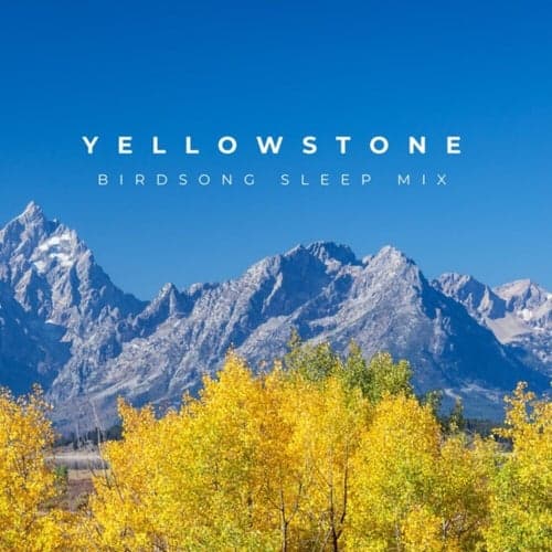 Yellowstone Birdsong